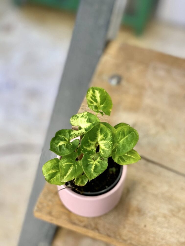 Zdjęcie rośliny Syngonium Pixie (Zroślicha), ujęcie 2