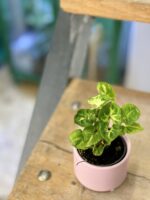 Zdjęcie rośliny Syngonium Pixie (Zroślicha), ujęcie 3