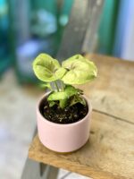 Zdjęcie doniczki lub oslonki: Osłonka Glamour 6x6 cm, ujęcie 2
