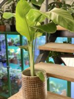 Zdjęcie rośliny Strelitzia Nicolai, ujęcie 1