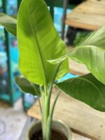 Zdjęcie rośliny Strelitzia Nicolai, ujęcie 2