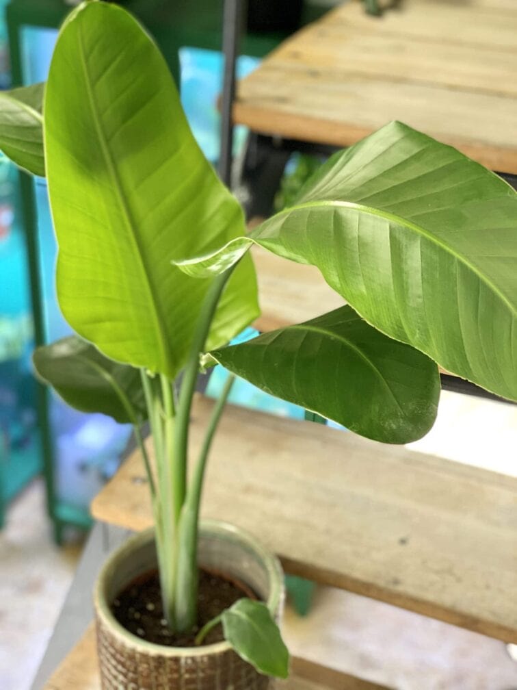 Zdjęcie rośliny Strelitzia Nicolai, ujęcie 3