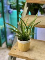 Zdjęcie rośliny Sansevieria Comet Rocky Mountains, ujęcie 1