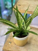 Zdjęcie rośliny Sansevieria Comet Rocky Mountains, ujęcie 2