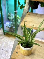 Zdjęcie rośliny Sansevieria Comet Rocky Mountains, ujęcie 3