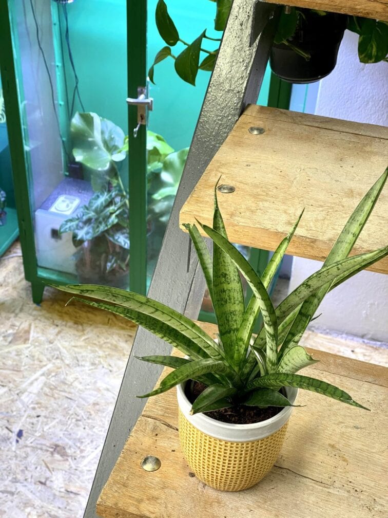 Zdjęcie rośliny Sansevieria Comet Rocky Mountains, ujęcie 3