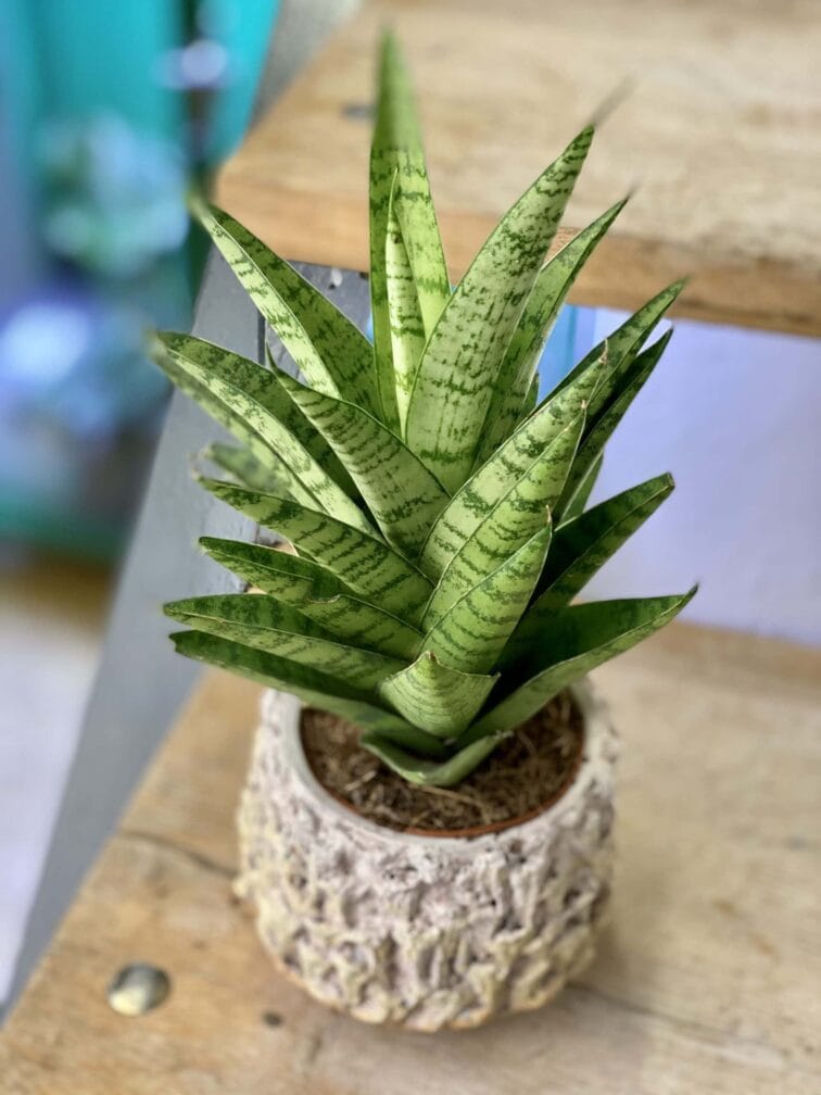 sansevieria-tough-lady_8x25-1_1611850304.0.jpg Zdjęcie rośliny Sansevieria tough lady, ujęcie 1