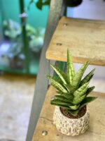 Zdjęcie rośliny Sansevieria tough lady, ujęcie 2