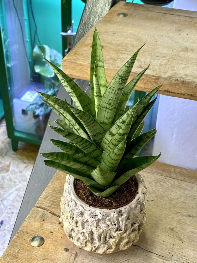 Zdjęcie rośliny Sansevieria tough lady, ujęcie 3