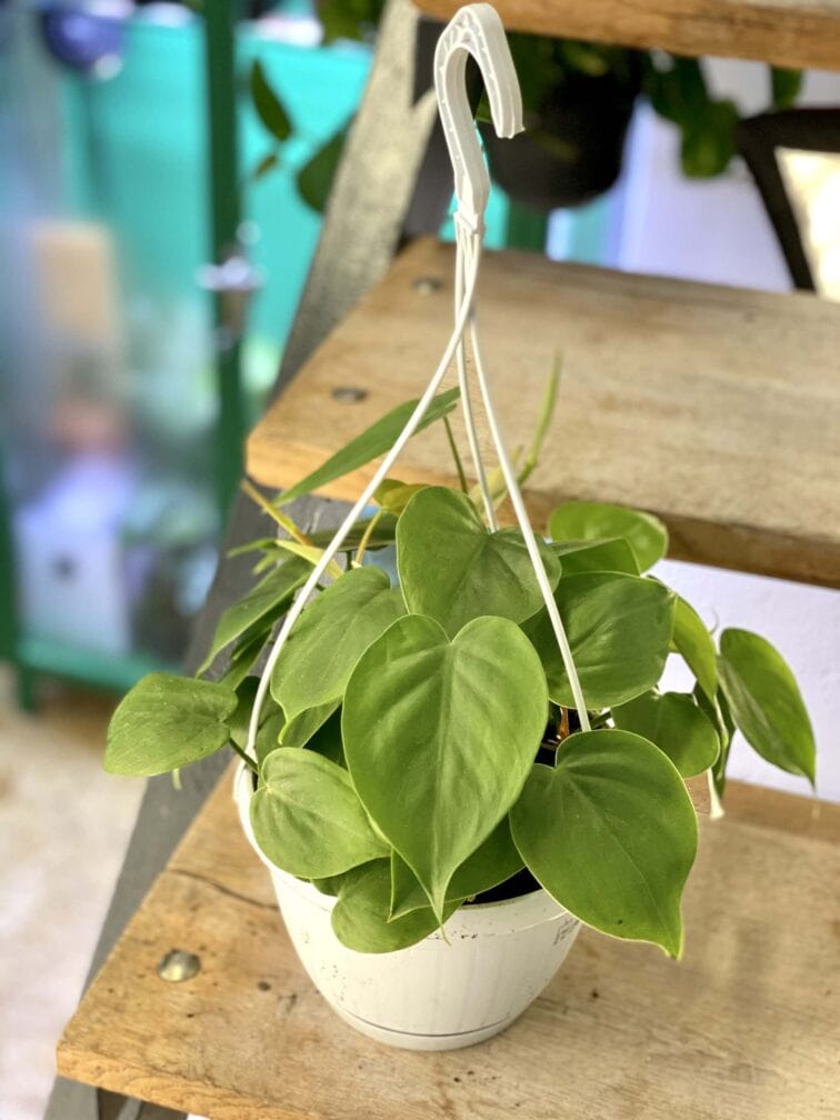 Zdjęcie rośliny Philodendron Scandens, ujęcie 1
