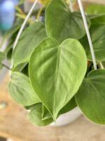 Zdjęcie rośliny Philodendron Scandens, ujęcie 2
