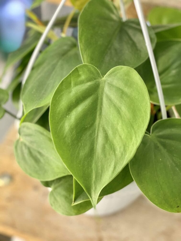 Zdjęcie rośliny Philodendron Scandens, ujęcie 2