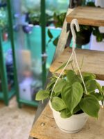 Zdjęcie rośliny Philodendron Scandens, ujęcie 3