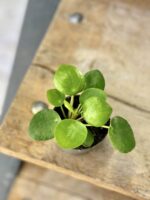 Zdjęcie rośliny Peperomia polybotrya Raindrop, ujęcie 1