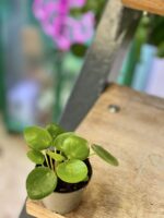 Zdjęcie rośliny Peperomia polybotrya Raindrop, ujęcie 2