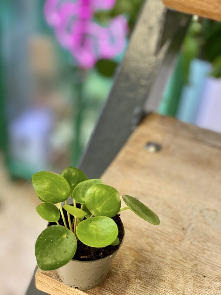 Zdjęcie rośliny Peperomia polybotrya Raindrop, ujęcie 2