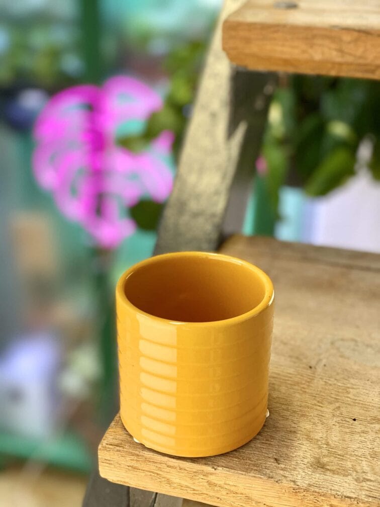 Zdjęcie doniczki lub oslonki: Osłonka Wax 7x8 cm, ujęcie 3