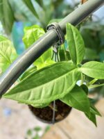 Zdjęcie rośliny Syngonium Podophyllum Trileaf Wonder, ujęcie 1