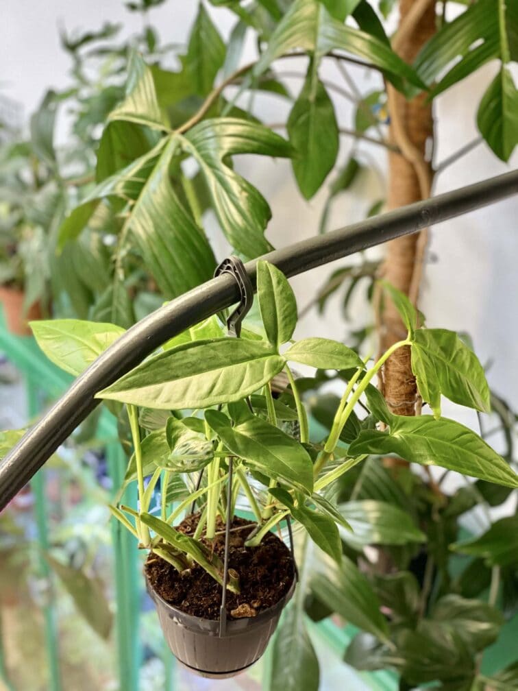 Zdjęcie rośliny Syngonium Podophyllum Trileaf Wonder, ujęcie 2