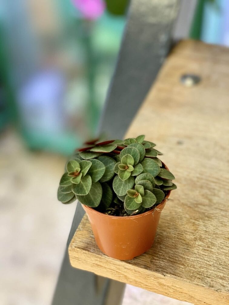 Zdjęcie rośliny Peperomia verticillata Red Log, ujęcie 1