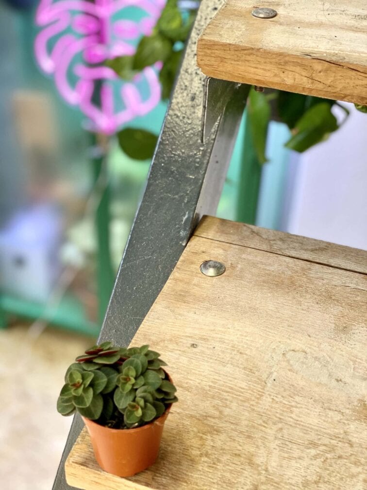 Zdjęcie rośliny Peperomia verticillata Red Log, ujęcie 3