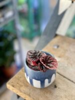 Zdjęcie rośliny Peperomia Caperata Abricos, ujęcie 1