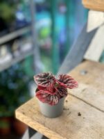 Zdjęcie rośliny Peperomia Caperata Abricos, ujęcie 2