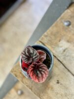Zdjęcie rośliny Peperomia Caperata Abricos, ujęcie 3