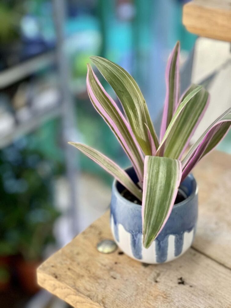 Zdjęcie rośliny Tradescantia Purple Flame (Trzykrotka ), ujęcie 1