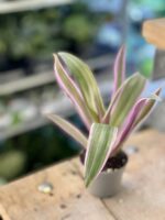 Zdjęcie rośliny Tradescantia Purple Flame (Trzykrotka ), ujęcie 2
