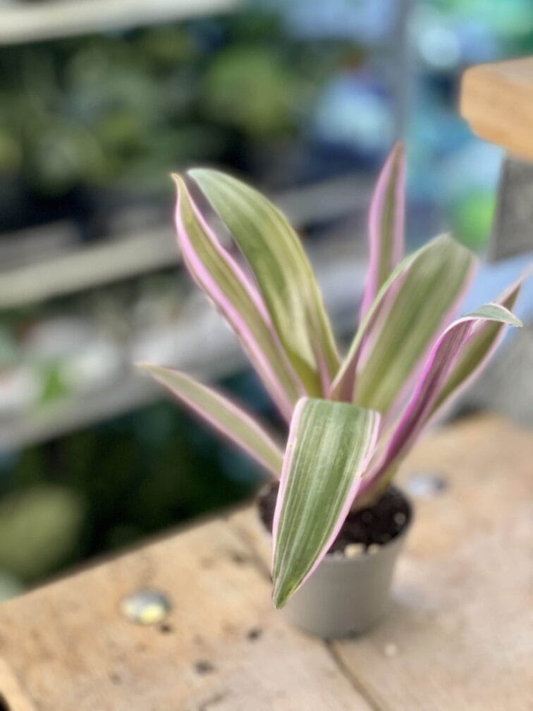 Zdjęcie rośliny Tradescantia Purple Flame (Trzykrotka ), ujęcie 2