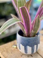 Zdjęcie rośliny Tradescantia Purple Flame (Trzykrotka ), ujęcie 3