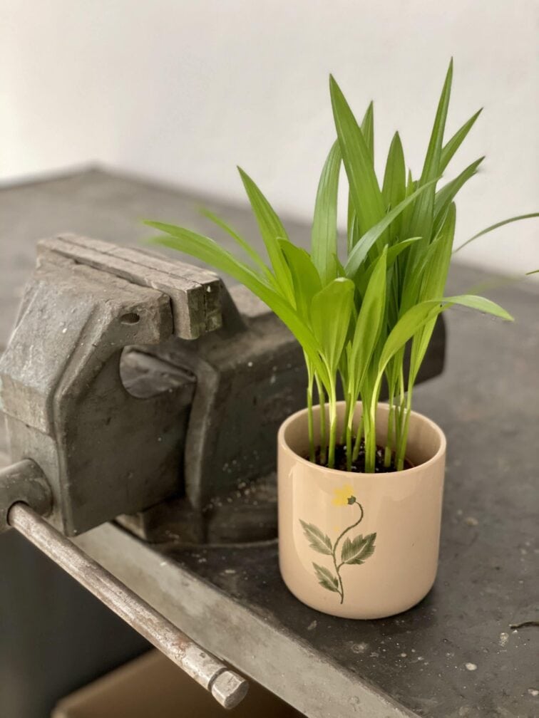 areca_7x25-1_1612617172.0.jpg Zdjęcie rośliny Areca, ujęcie 1