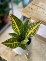 Zdjęcie rośliny Codiaeum variegatum "Petra", ujęcie 1
