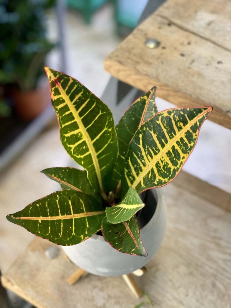 Zdjęcie rośliny Codiaeum variegatum "Petra", ujęcie 1