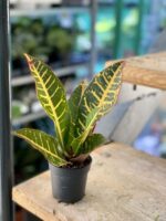 Zdjęcie rośliny Codiaeum variegatum "Petra", ujęcie 2