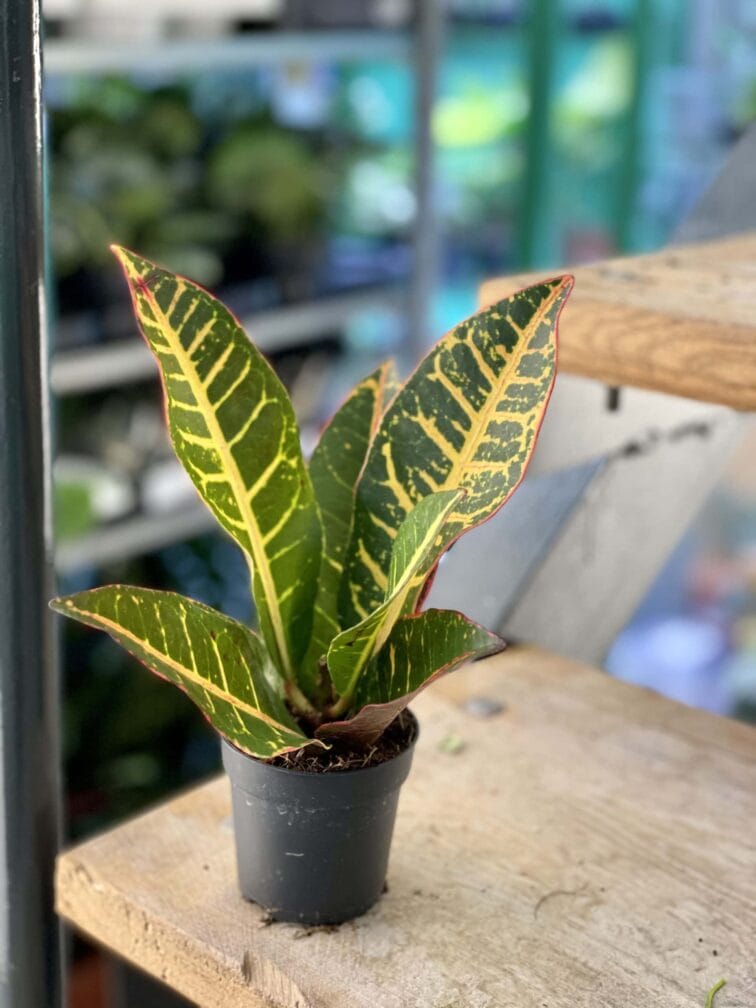 Zdjęcie rośliny Codiaeum variegatum "Petra", ujęcie 2