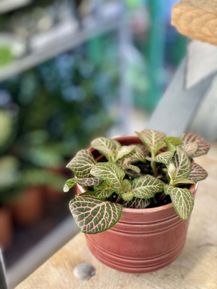 Zdjęcie rośliny Fittonia Mosaic Mistral, ujęcie 2