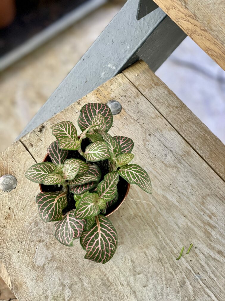 Zdjęcie rośliny Fittonia Mosaic Mistral, ujęcie 3