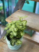 Zdjęcie rośliny Syngonium Podophyllum Pixie, ujęcie 1