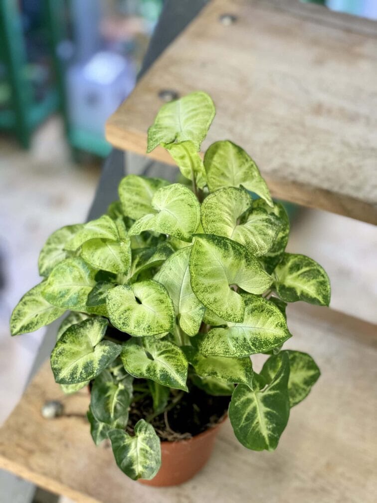 Zdjęcie rośliny Syngonium Podophyllum Pixie, ujęcie 2