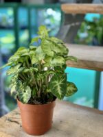 Zdjęcie rośliny Syngonium Podophyllum Pixie, ujęcie 3