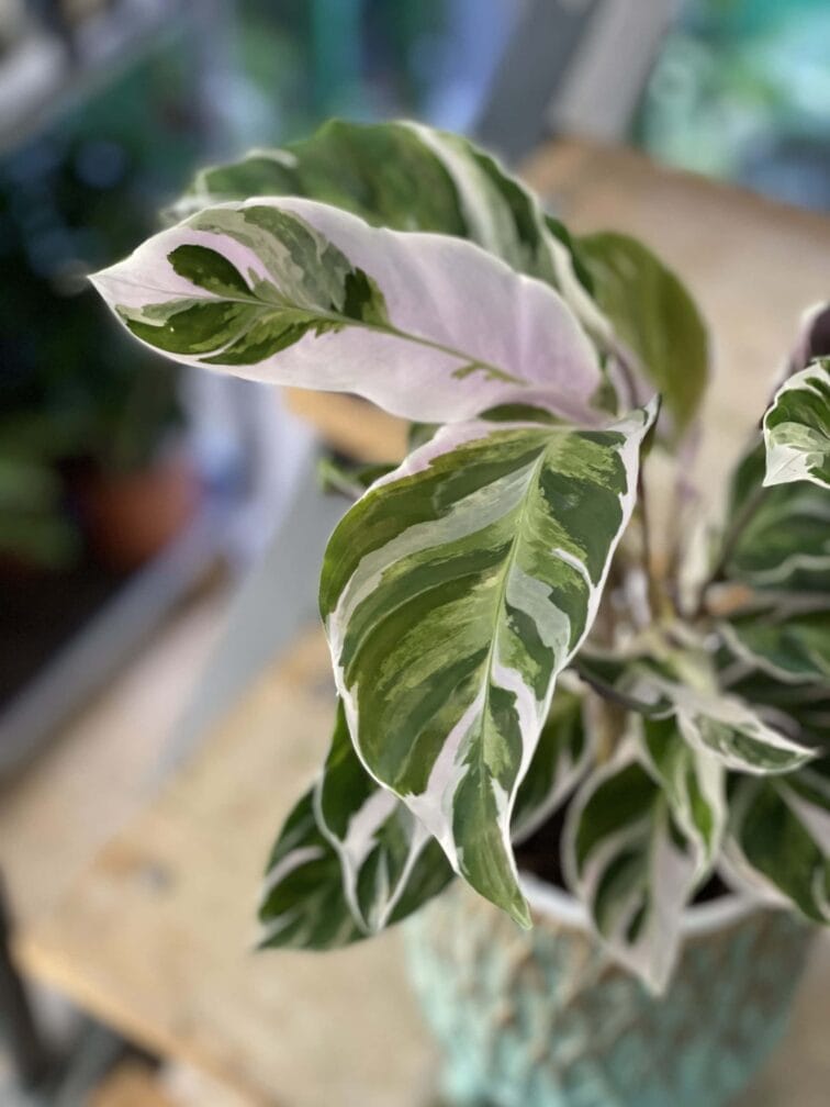 calathea-white-fusion_14x40-1_1612619760.0.jpg Zdjęcie rośliny Calathea White Fusion, ujęcie 1