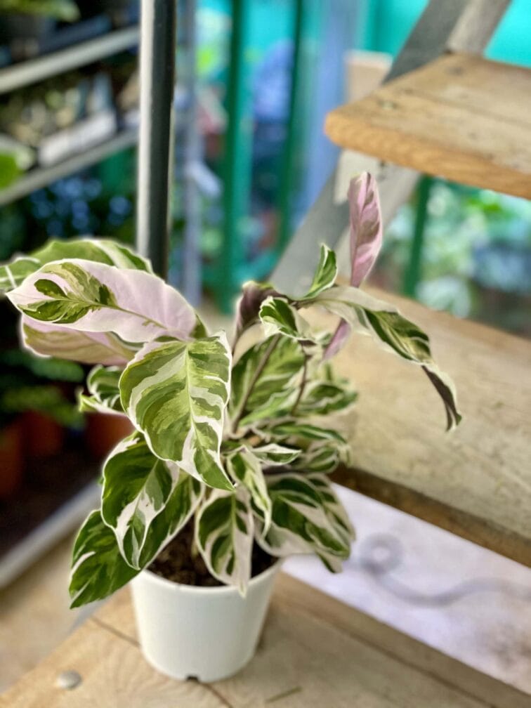 Zdjęcie rośliny Calathea White Fusion, ujęcie 2