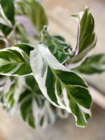 Zdjęcie rośliny Calathea White Fusion, ujęcie 3