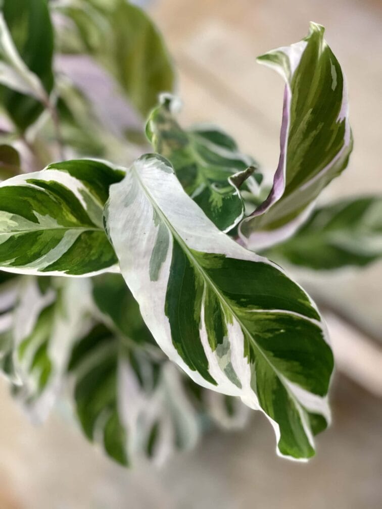 Zdjęcie rośliny Calathea White Fusion, ujęcie 3