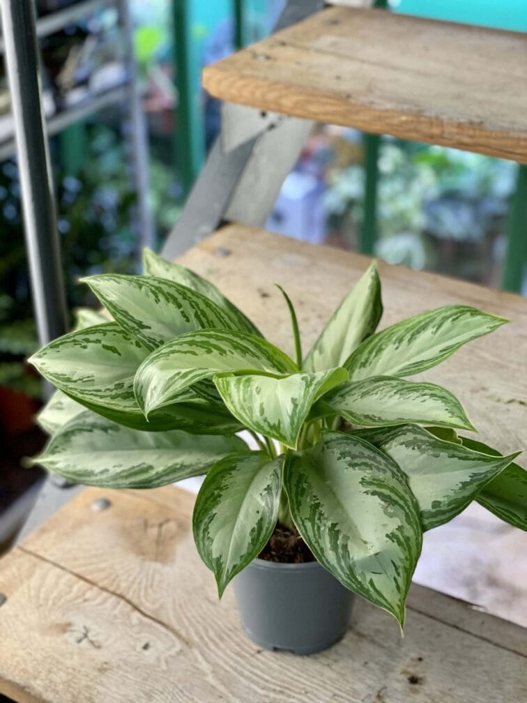 Zdjęcie rośliny Aglaonema Silver Bay, ujęcie 1