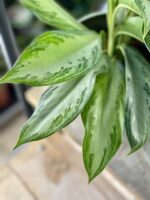 Zdjęcie rośliny Aglaonema Silver Bay, ujęcie 2