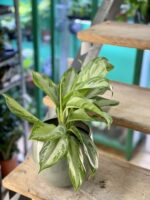 Zdjęcie rośliny Aglaonema Silver Bay, ujęcie 3