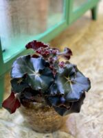Zdjęcie rośliny Begonia erytrophylla "Black Jungle", ujęcie 1